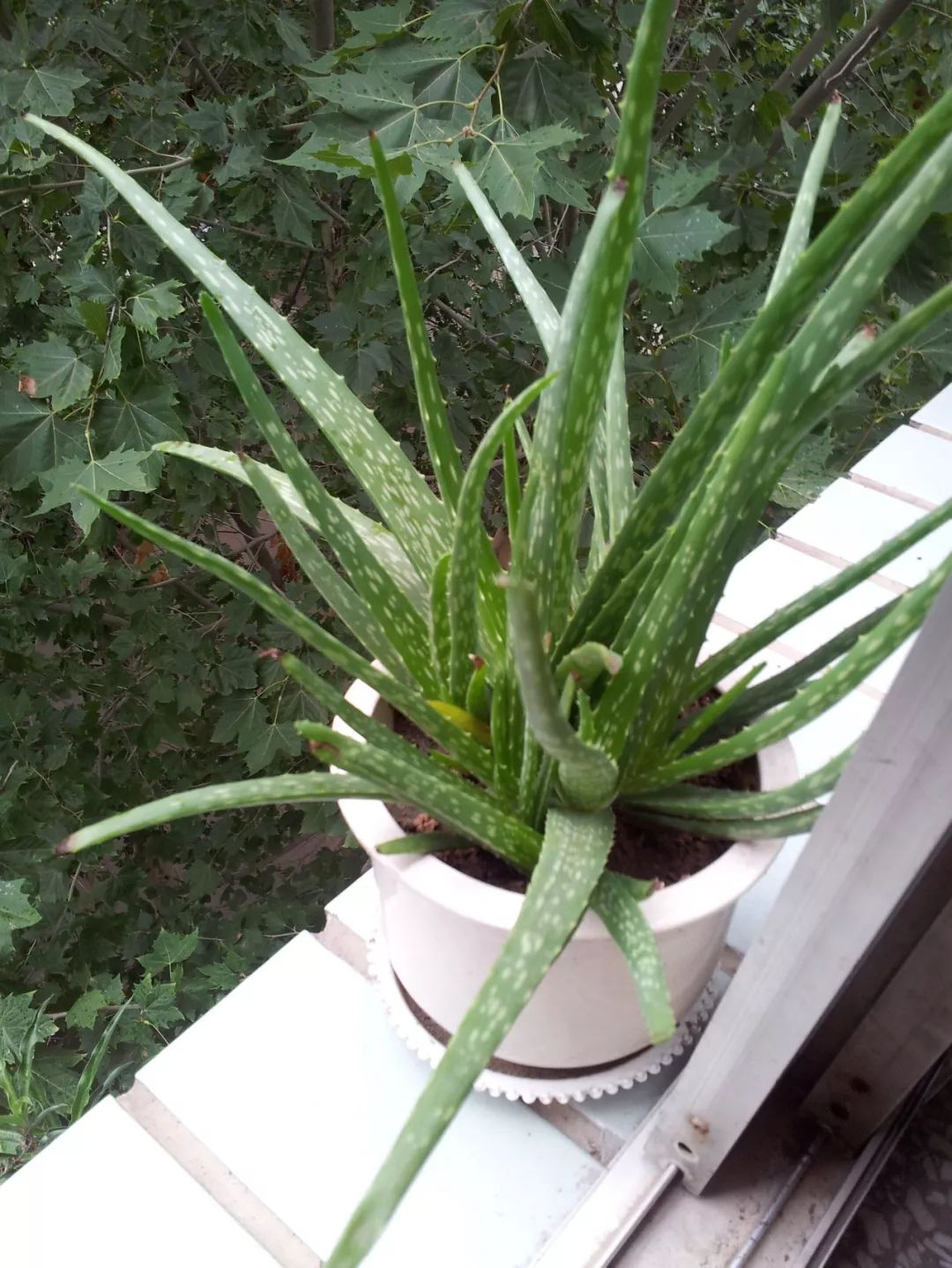 大盆适合种植芦荟,养好一盆芦荟其实很简单