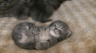 粘人的小奶猫,小奶猫守着铲屎官做作业