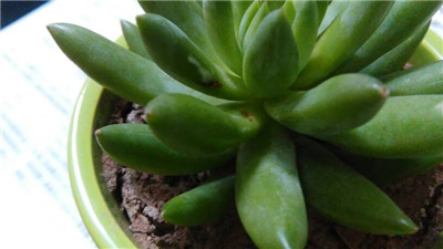 千佛手叶皱是怎么回事,千佛手叶子打蔫了怎么办