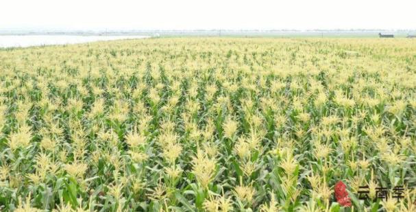 西双版纳甜糯小玉米排行第一,香糯小玉米西双版纳好吃吗