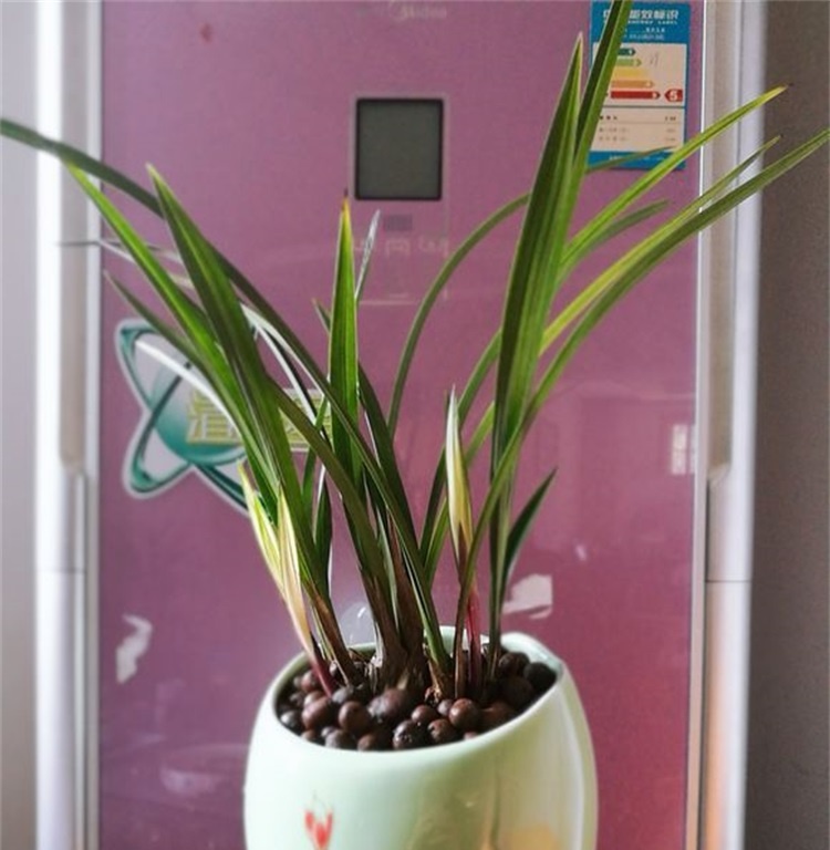 兰花成了东倒西歪的墙头草，学会这个技巧，枝叶挺拔长高高