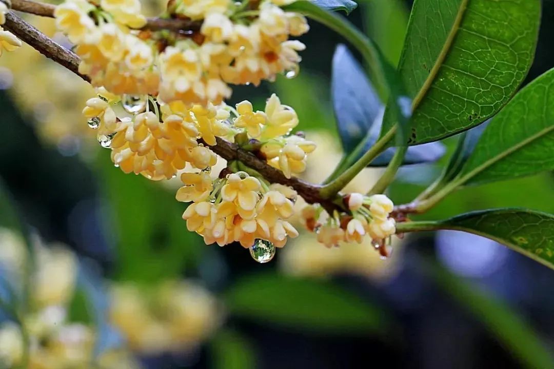 云品出滇入鲁,云品出滇简介