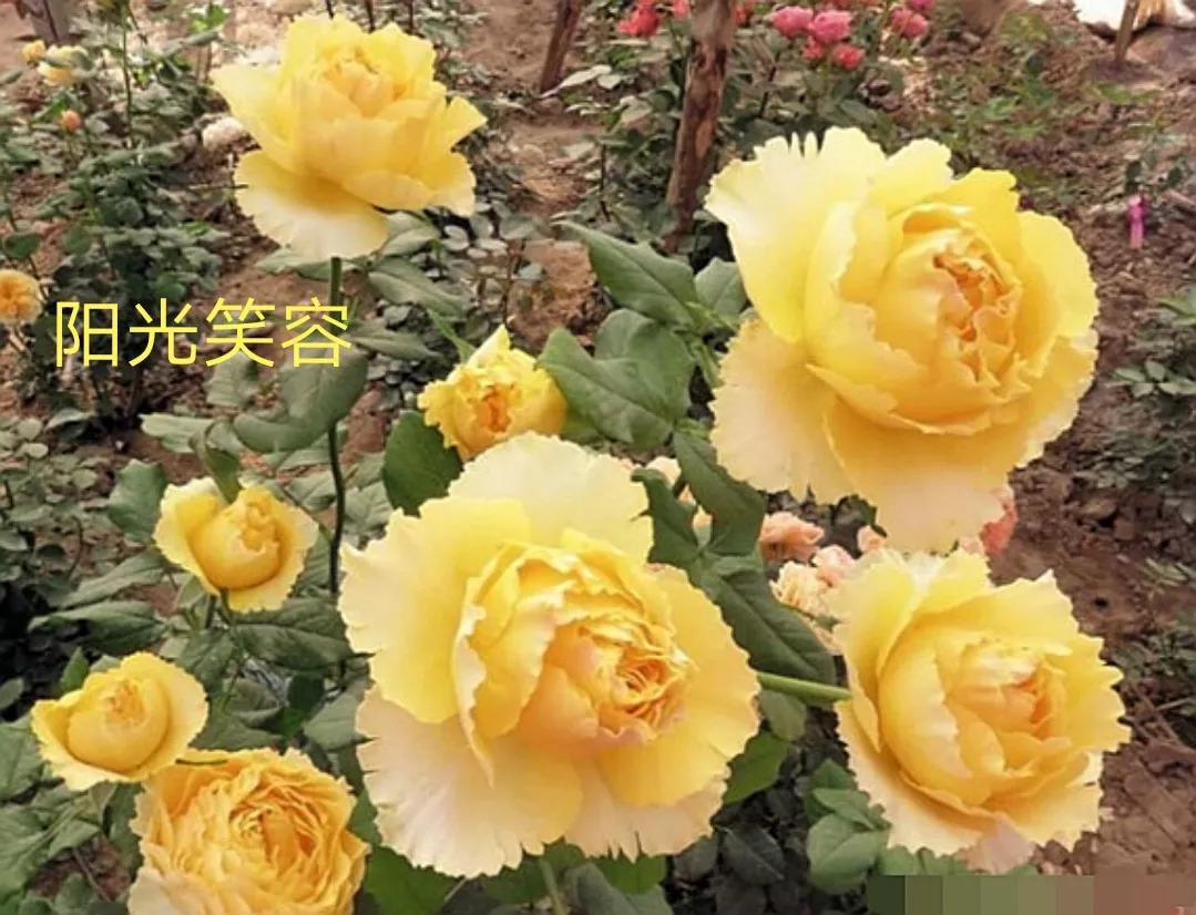 适合做切花的月季品种,十大公认最好切花月季