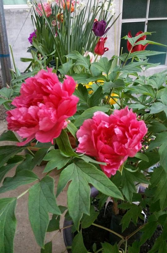 牡丹叶子发黄，教你3招小妙招，叶子绿出油