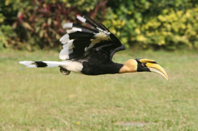 双角犀鸟的爱情,双角犀鸟恋爱
