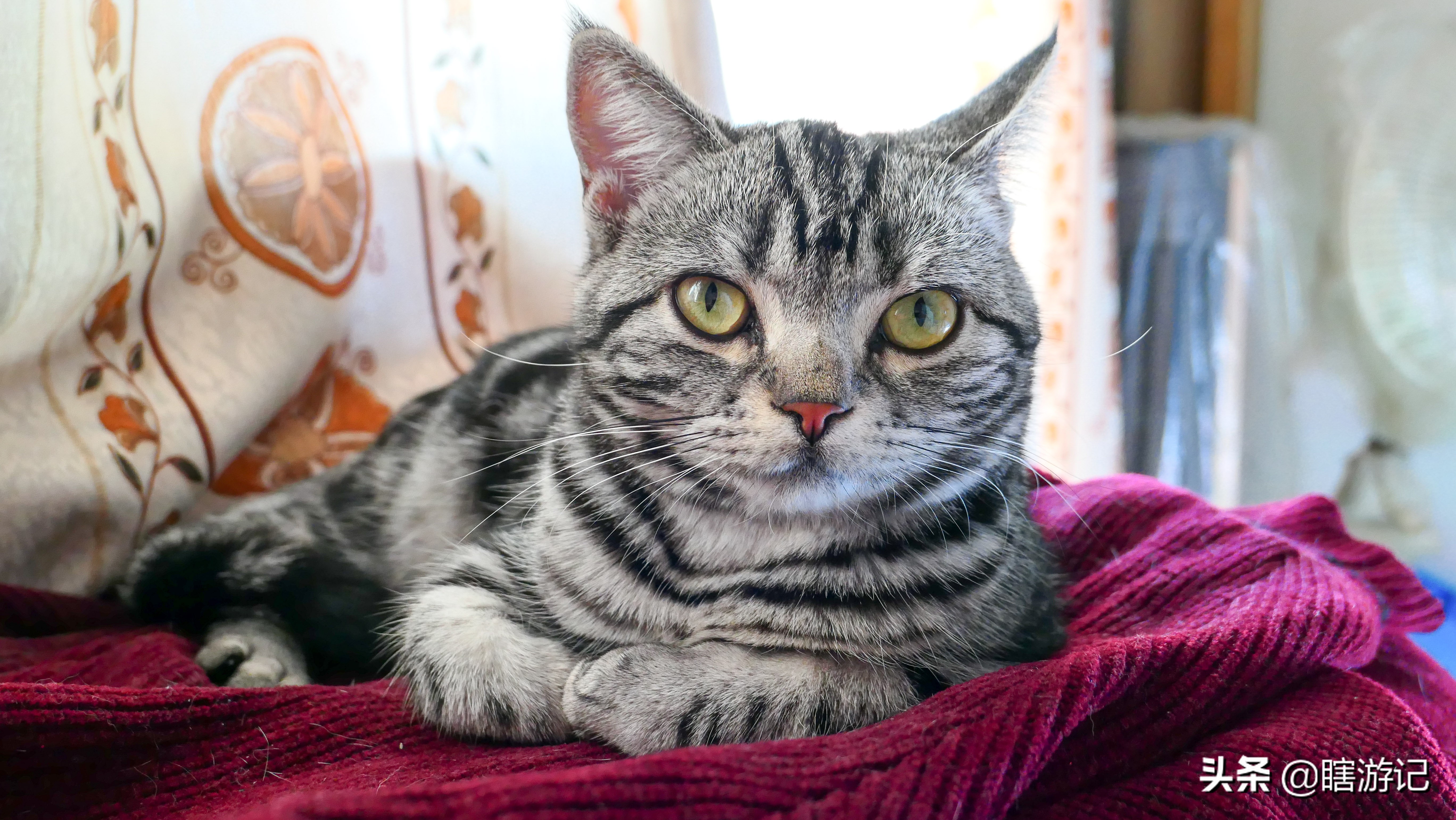 美短猫怎样才能让它跟着你,美短粘人的猫