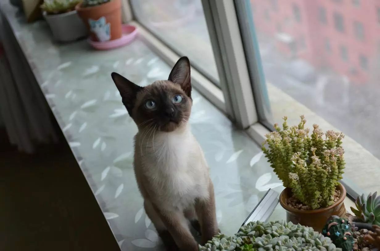 猫咪舔舐自己的伤口会怎么样,猫咪反复舔舐同一个部位是怎么了