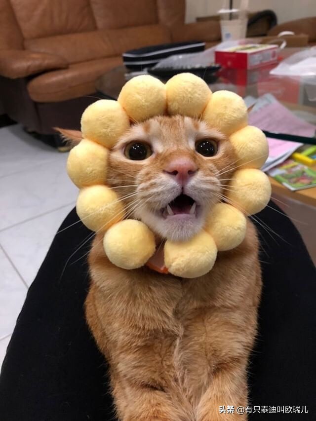 猫咪牙有裂纹了怎么办,猫咪牙齿正常的图