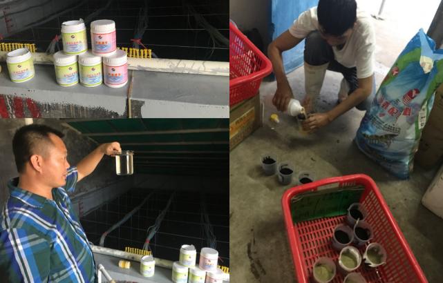 丁酸梭菌能快速修复肠道吗,丁酸梭菌在水产中有什么作用