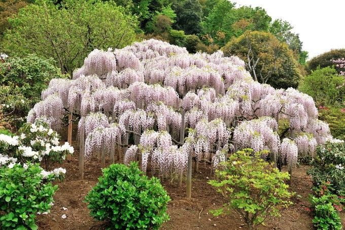 紫藤中最有名的品种叫什么名字,非常好种不需要太阳的紫藤品种