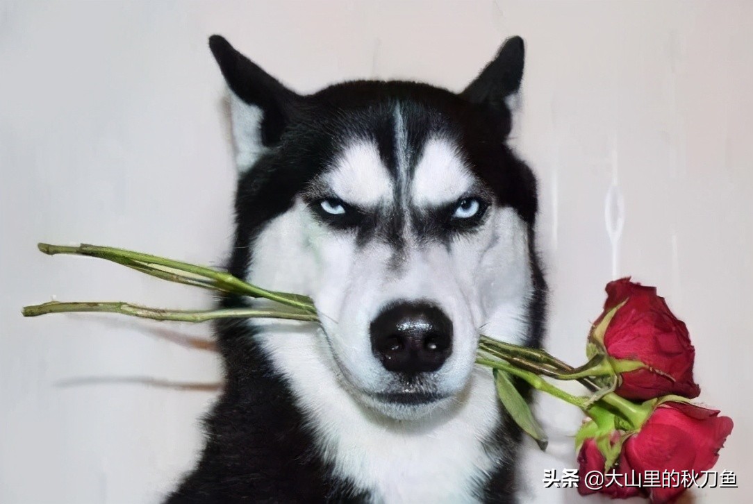 假如丧尸病毒爆发了我们该怎么办,假如全世界爆发丧尸怎么办