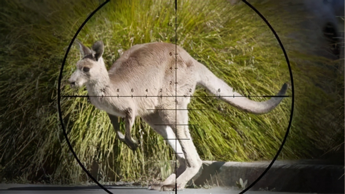 澳洲袋鼠真正的样子,真正的澳洲袋鼠