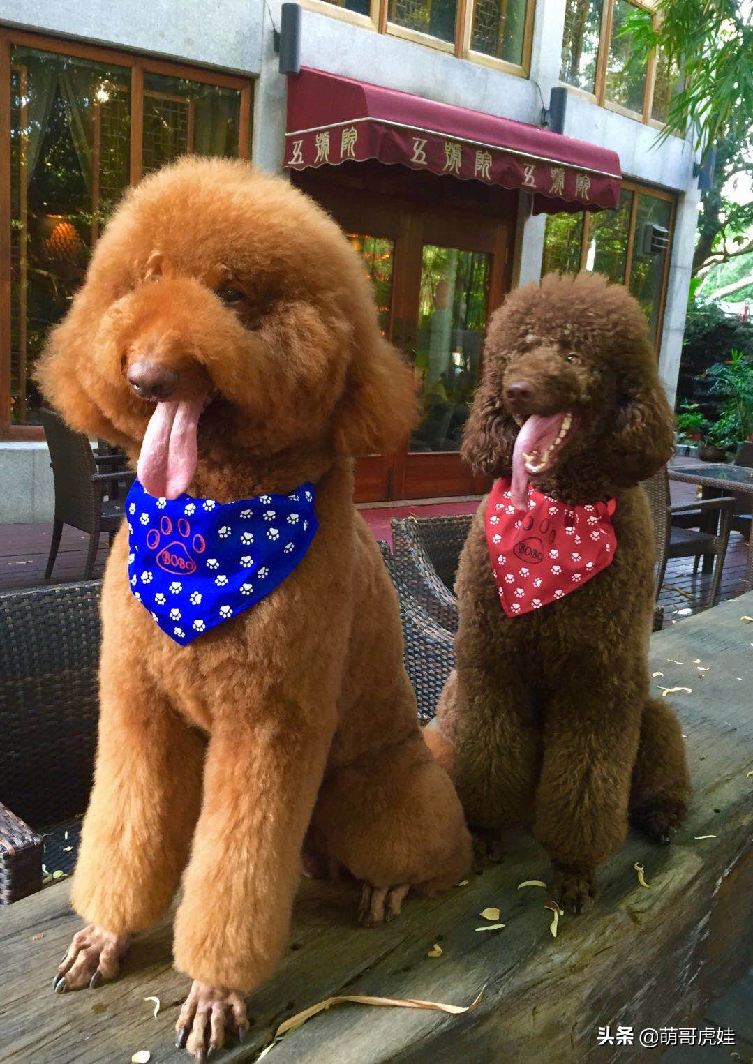 巨型贵宾遇到陌生的人乱咬怎么办,客人被猫抓伤打疫苗