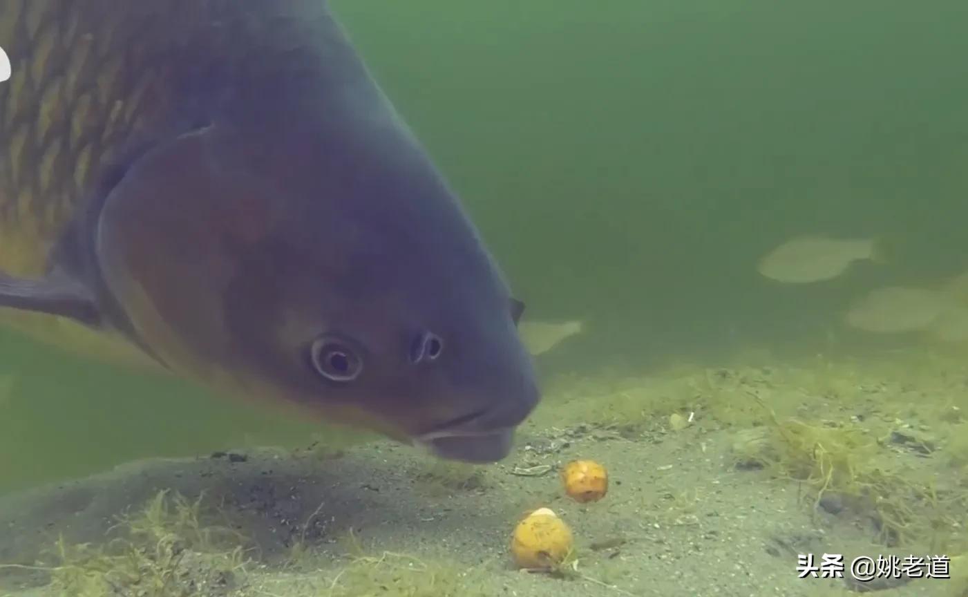 天凉后钓鱼,天凉了夜钓怎么钓好