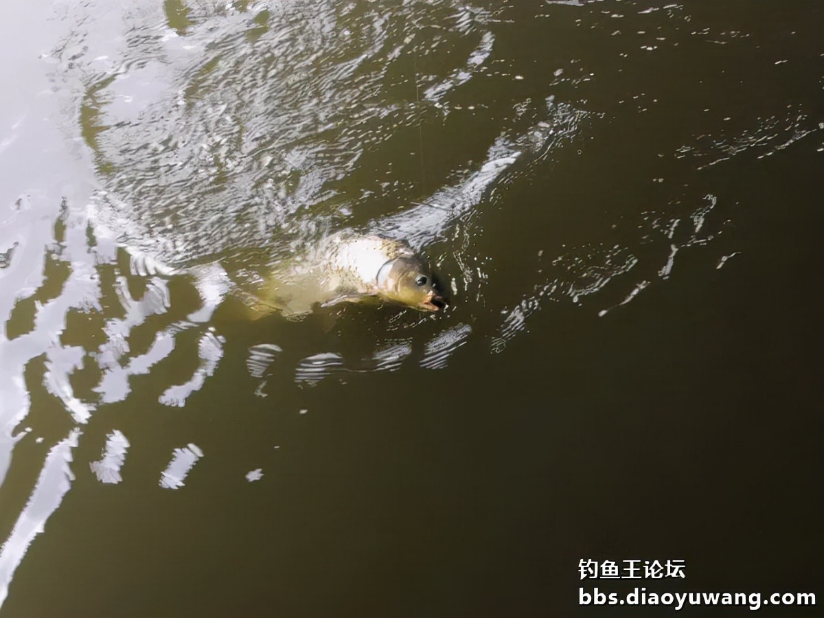 疯钓鲫搭配,疯钓鲫本味单开效果怎么样