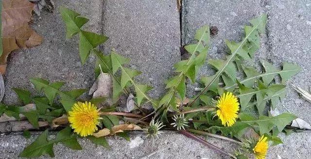 女人一般在多少岁绝经算正常的,女人一般多少岁绝经才算正常