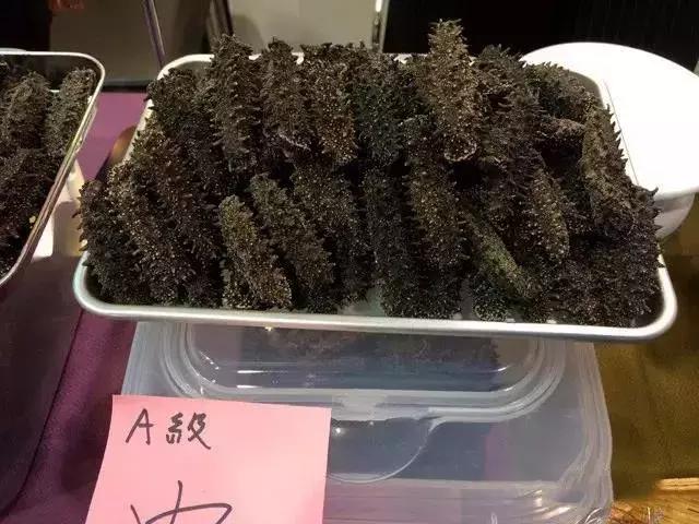 海参界最好的海参,海参物种科普