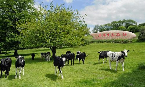 浓浓奶香,中华老字号卫岗