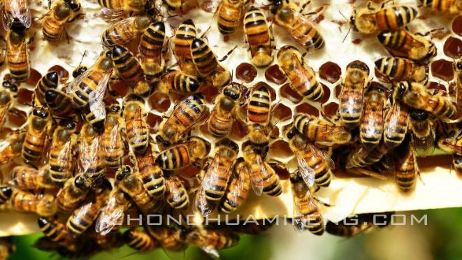 蜜蜂春繁需要喂糖吗,蜜蜂春繁单脾怎么调理