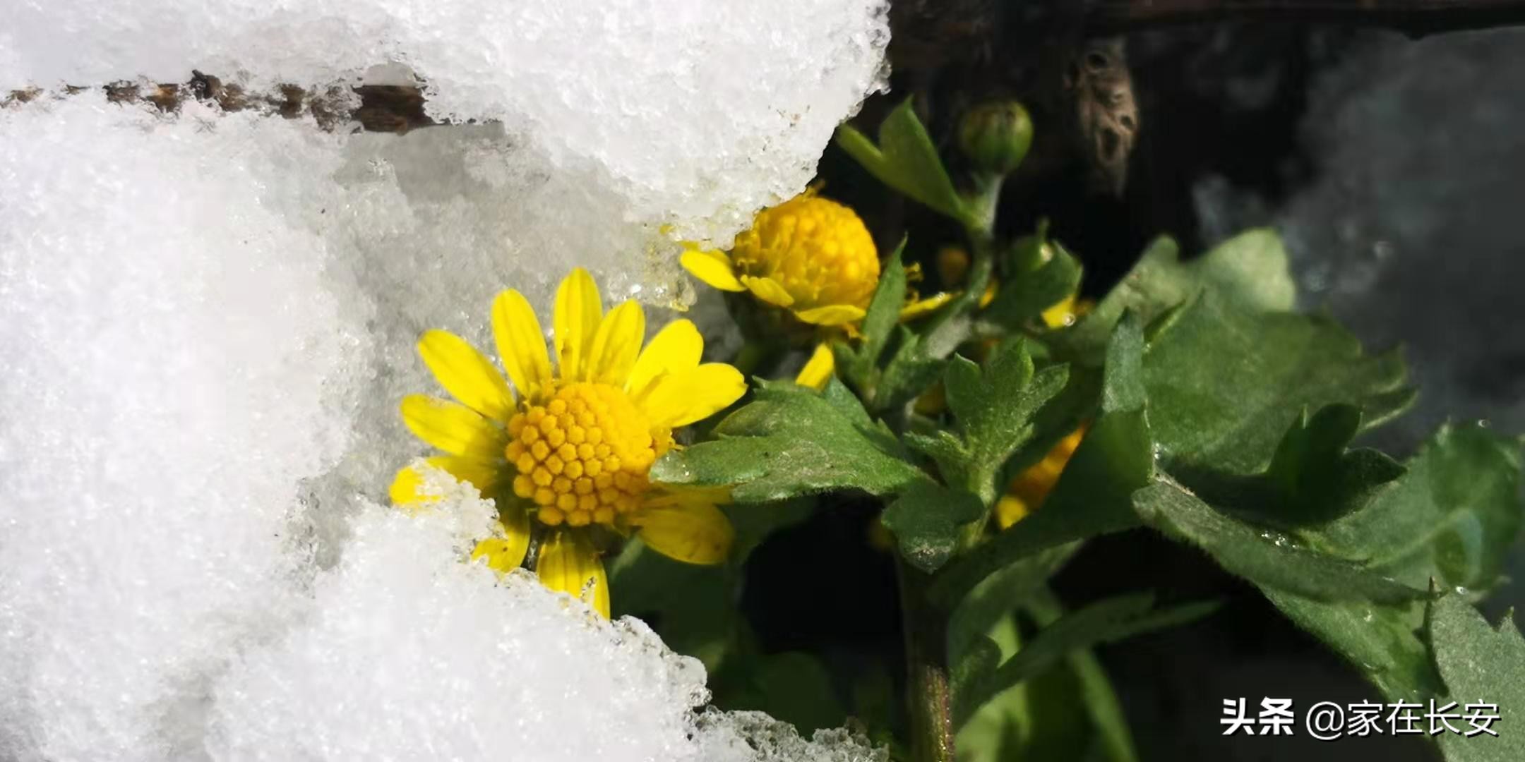 白雪柿子,秦岭草甸高山野菊花