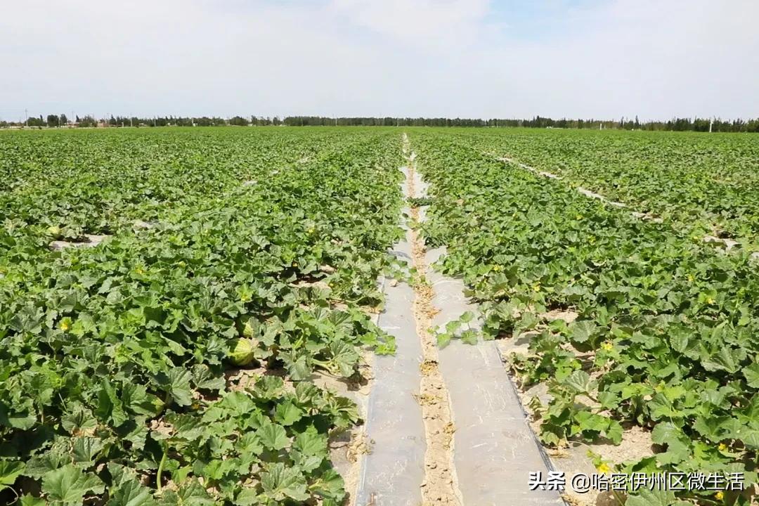 哈密市伊吾县淖毛湖镇,新疆淖毛湖晚熟哈密瓜