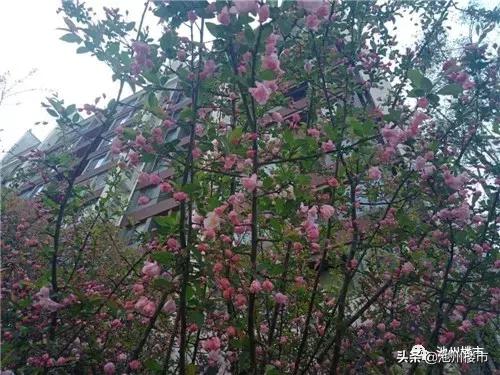 香樟里·那水岸，即将迎来沿江美景！还有篮球场+足球场+门球场!