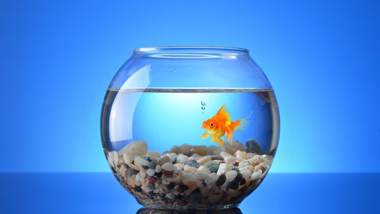 硝化菌怎么才算成功了,怎么看出硝化菌建立成功