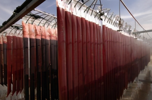 微藻的生物应用前景与展望,微藻产业化关键技术有哪些