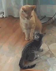 家里的猫咪调皮没规矩,主人该如何才能让它变得乖巧起来?