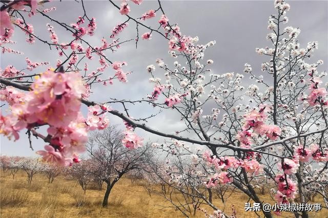 故事樱桃和辣椒,故事樱桃