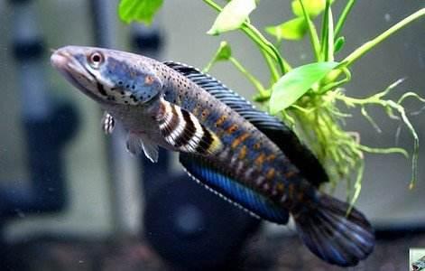 用饲料鱼投喂大型观赏鱼就是残忍吗，那我们给它们吃啥，蛋炒饭？