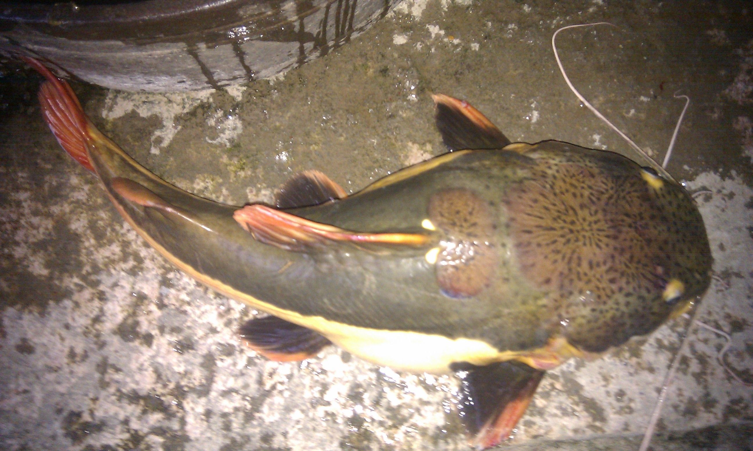 放生鲶鱼违法嘛,长沙市梅溪湖放生