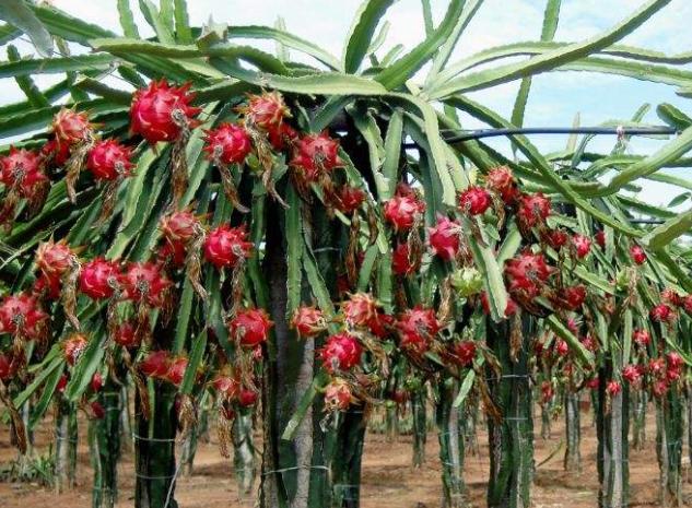 吃完的水果籽不要扔，自己栽种不到1年红花开满枝，2年结果就能吃