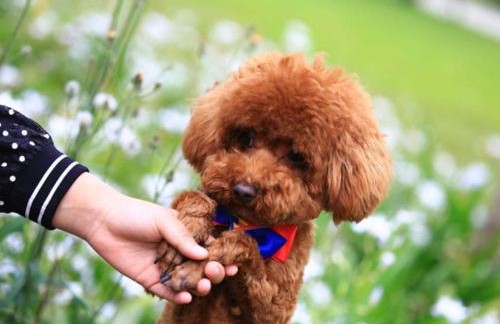 带有铲屎官期望的宠物名字,铲屎官叫猫咪的名字