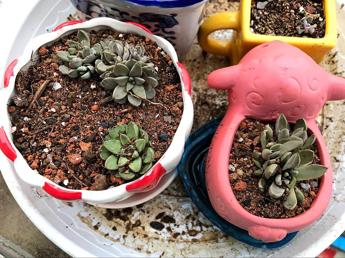 多肉烂根后如何快速生根,多肉长得差怎么办