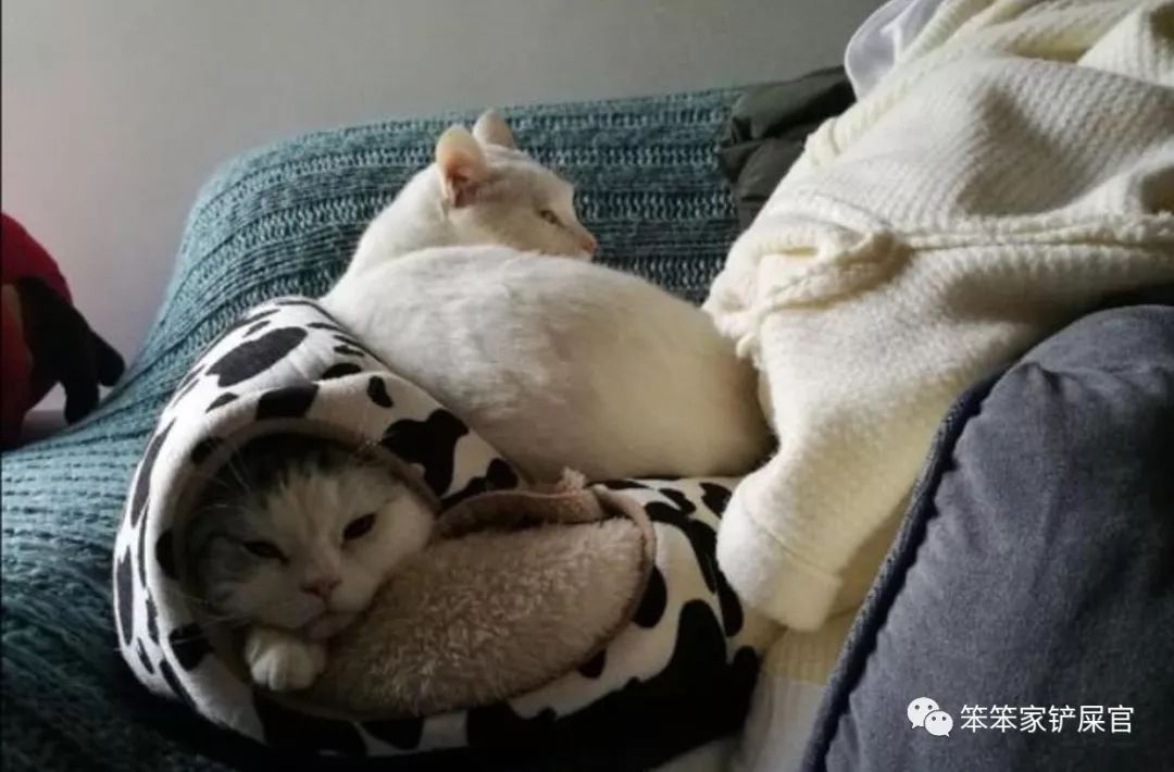 猫咪乱拉尿,打一顿解决不了问题:找出乱拉尿原因才是关键