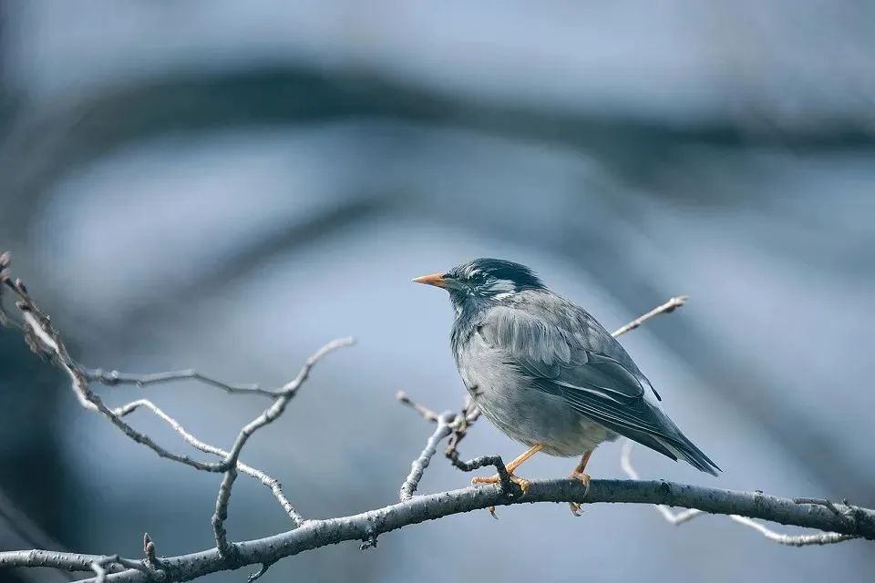拍鸟平民镜头,业余爱好拍鸟装备