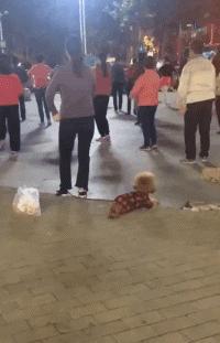 搞笑gif趣图妹子快现出原形吧,搞笑gif妹子你这发型挺别致