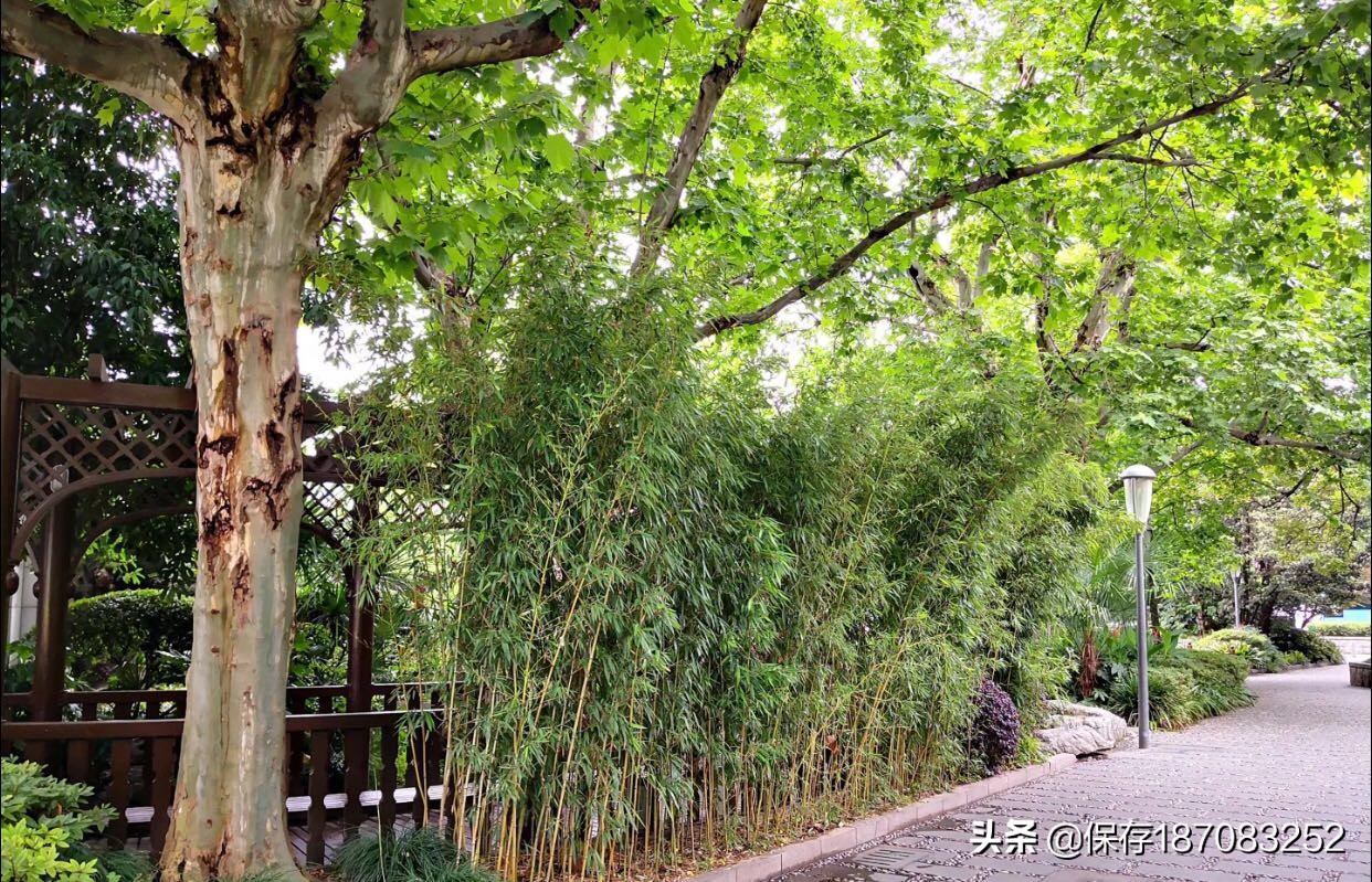 上海黄浦公园潮汐表下载,上海黄浦公园