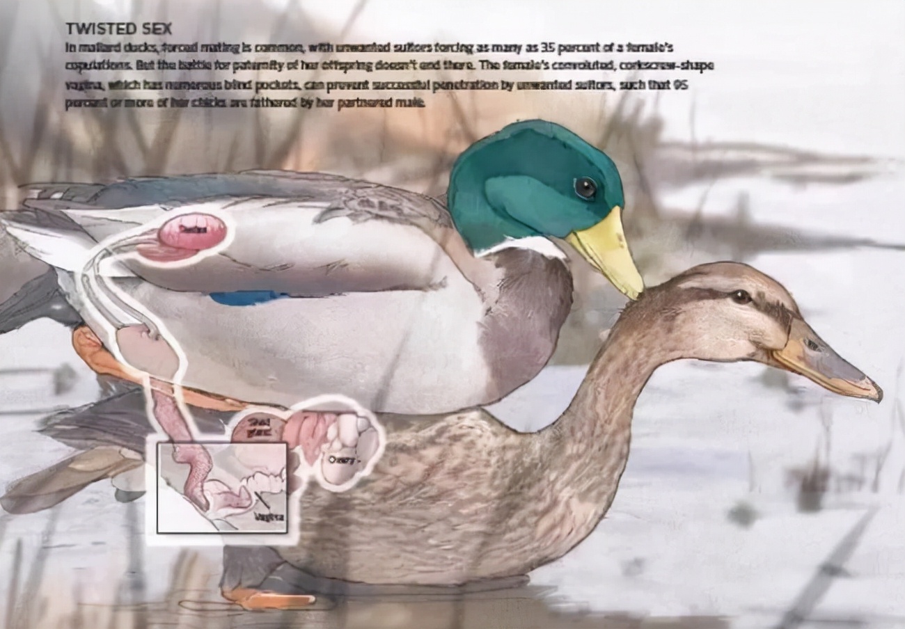 人生崽鸟下蛋！鸟类生殖、排尿、排便通道三合一，为何人类分开？