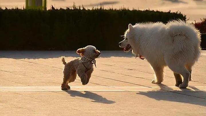 怎么训练狗狗拒绝别人喂食,狗狗对其他狗低吼怎么训