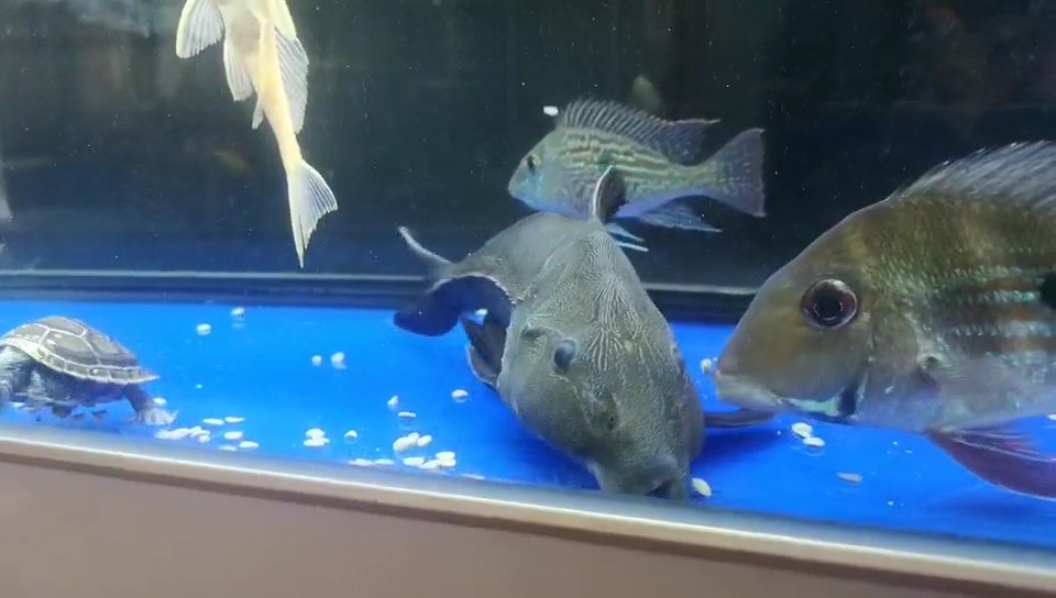 出差三五天小鱼缸里的鱼怎么办,假期出行鱼缸里的鱼怎么办