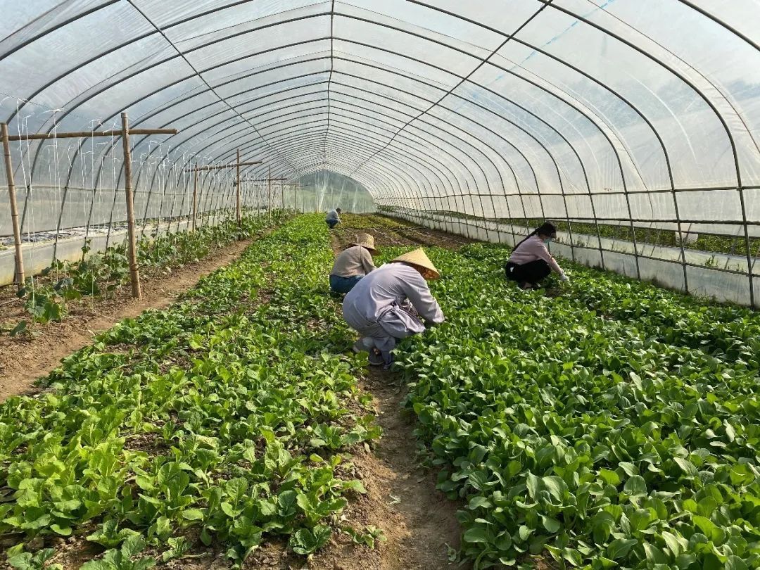 抢抓农时开展农业生产,农民纷纷抢抓春耕生产有利时机