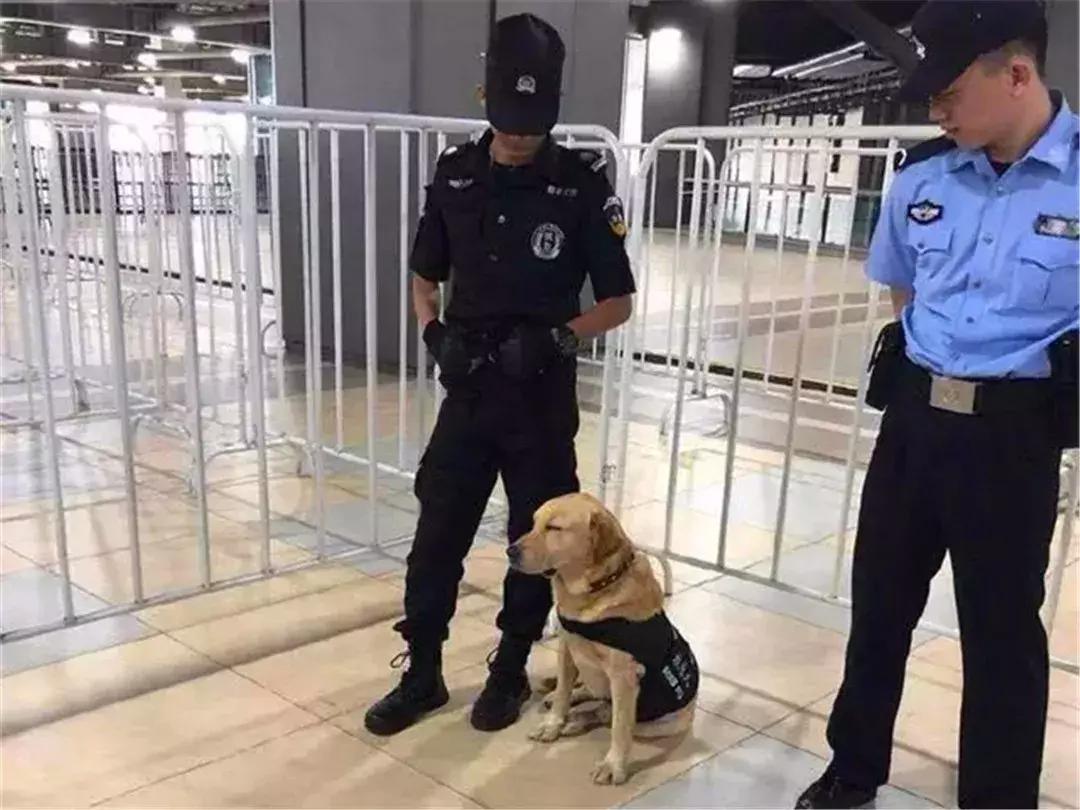 上海小警犬执勤时打盹,警犬累到打盹也站着
