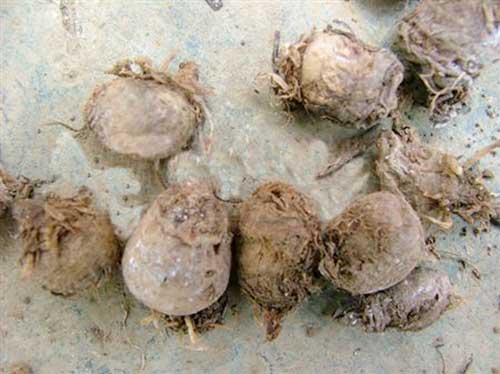 半夏出苗后用什么肥好,半夏出苗后需要打什么药