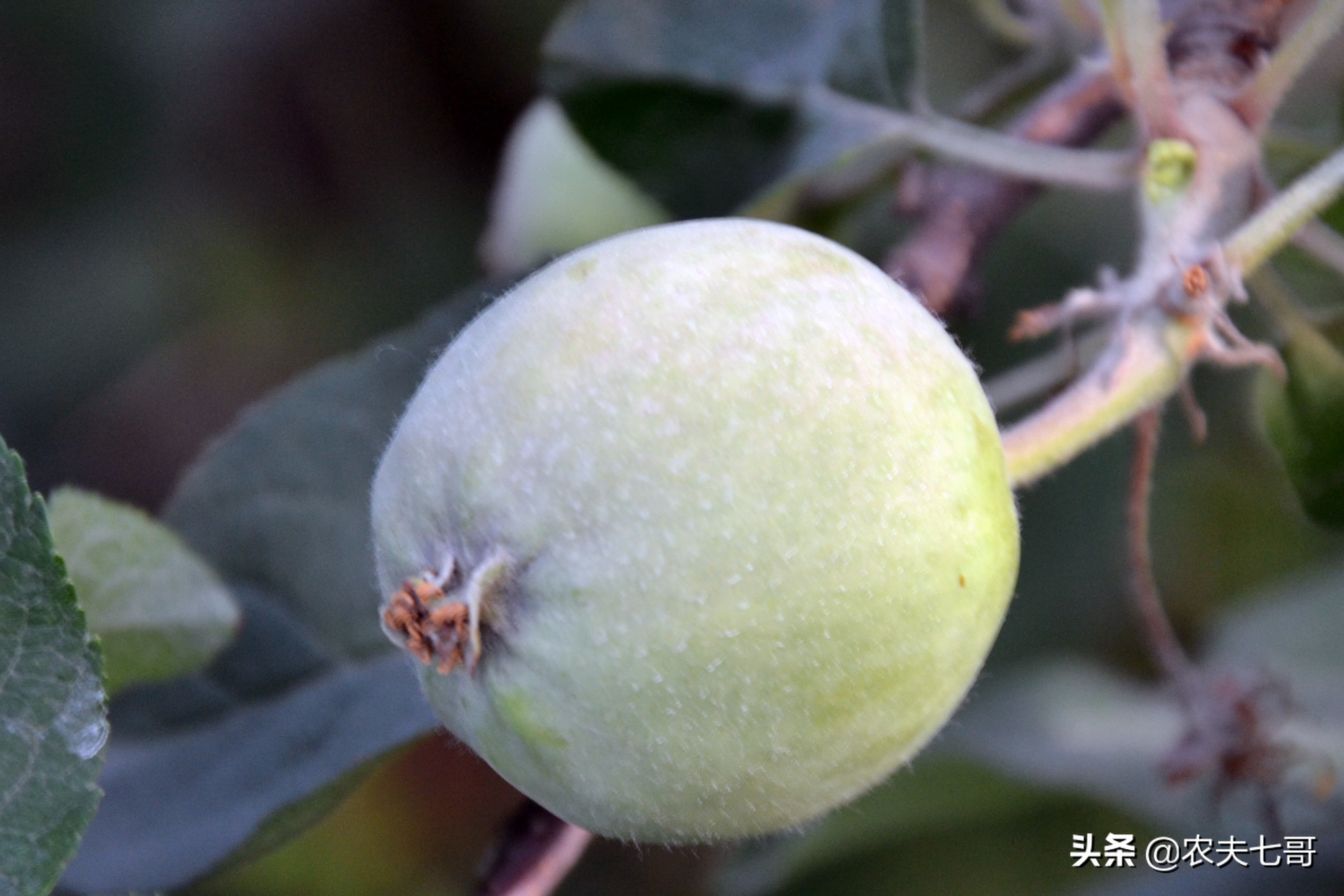 苹果表面质量提升（一）：苹果星点放大的原因及防治措施