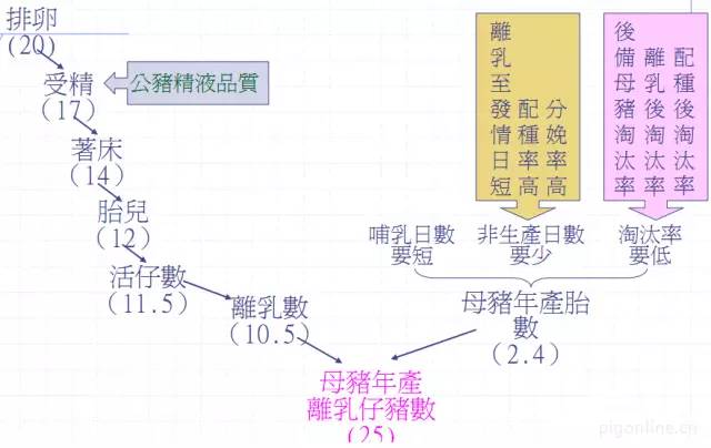 母猪为什么不哺乳,母猪为什么不奶小猪