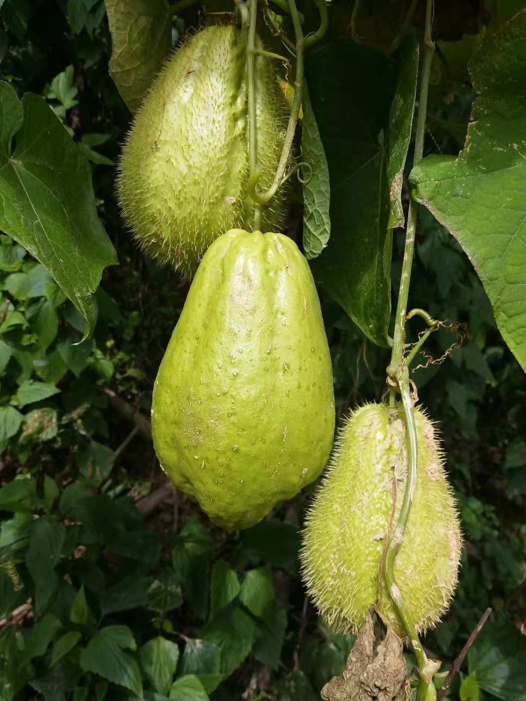 佛手瓜有哪些变种,佛手瓜有雄雌之分吗