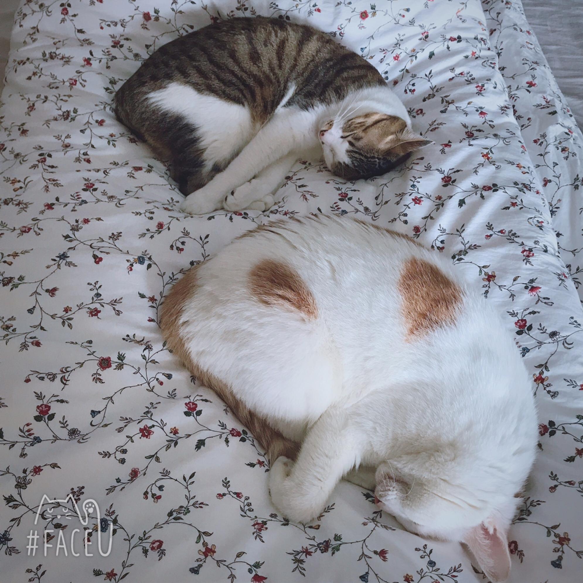 养猫一年要花多少钱,养猫一年下来多少开销