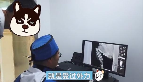 拉布拉多突然瘸了,拉布拉多腿突然瘸了能自己恢复吗